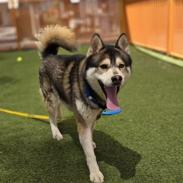 An adult large-sized male Siberian Husky dog named Ohio for adoption in Las Vegas, NV