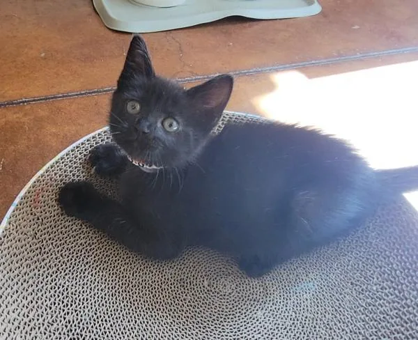 Delilah
