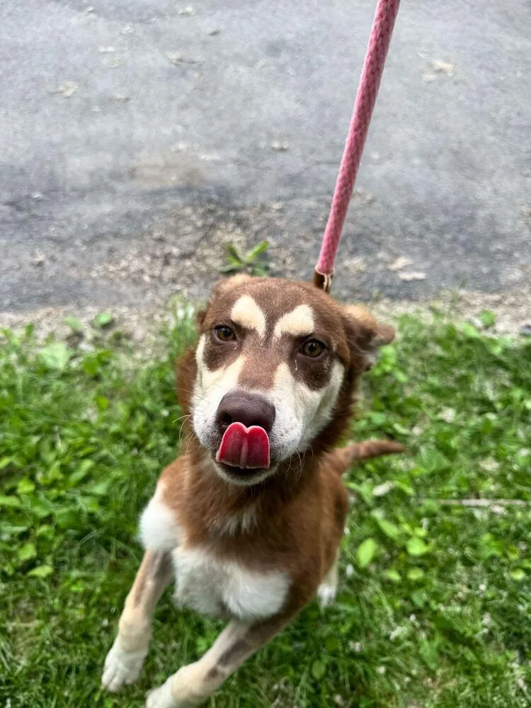 A baby medium-sized female Tricolor (Brown, Black, & White) Shepherd dog named Trix for adoption in Elmsford, NY