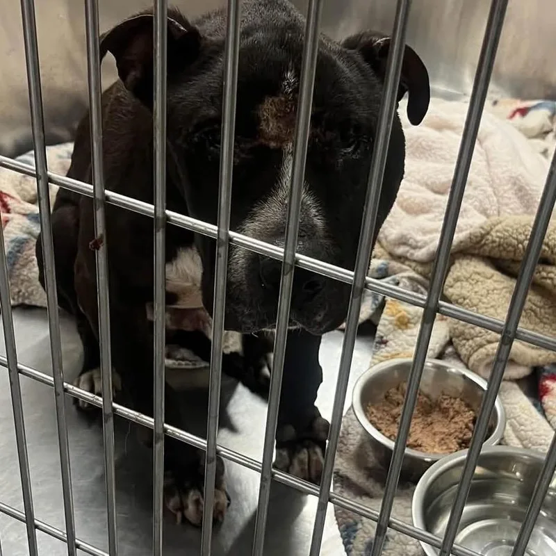 A senior large-sized male Black Pit Bull Terrier dog named Percy ~ Coming Soon!!! for adoption in Chicago, IL