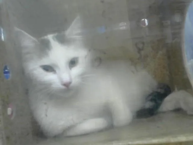 A young large-sized female Domestic Short Hair cat named Sweetie Pie for adoption in Albuquerque, NM