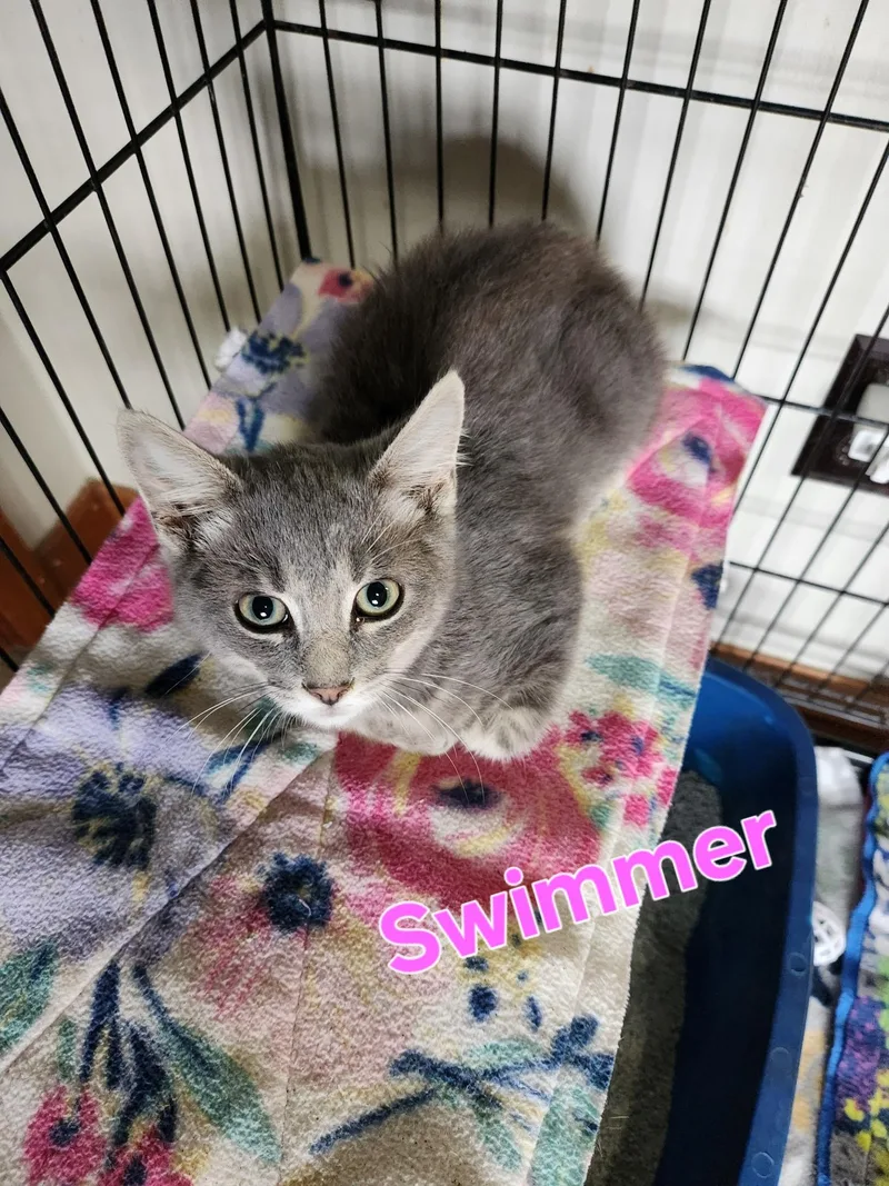 A baby small-sized female Domestic Short Hair cat named Swimmer for adoption in Lynchburg, TN