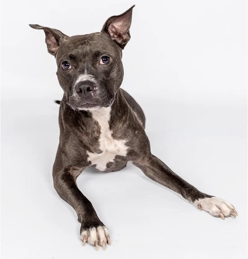 An adult medium-sized female Gray / Blue / Silver American Bully dog named Hazel for adoption in MOORESVILLE, NC