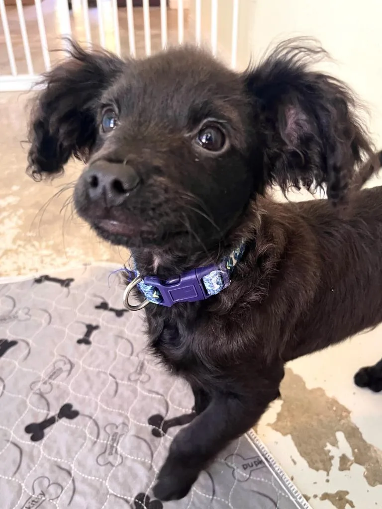 A baby small-sized male Poodle dog named Chris for adoption in Los Angeles, CA