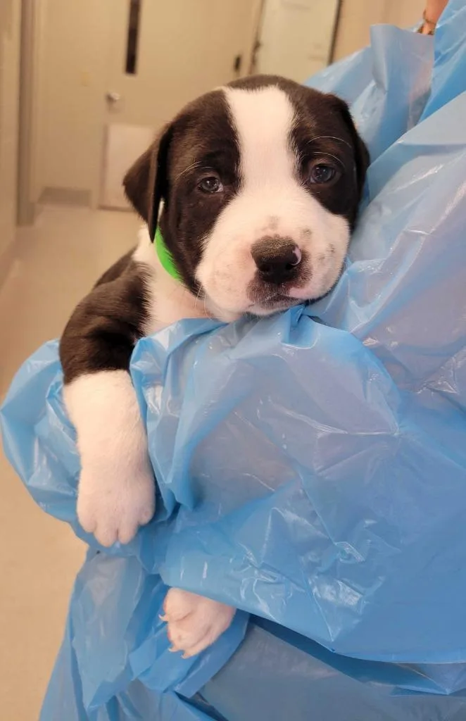 A baby medium-sized male Pit Bull Terrier dog named Peacock for adoption in Chillicothe, OH