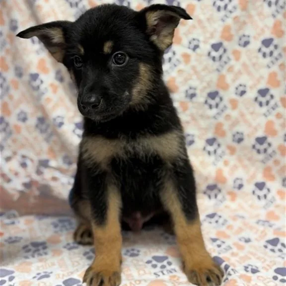 A baby medium-sized male Bicolor German Shepherd Dog dog named Yoda for adoption in Mount Carroll, IL