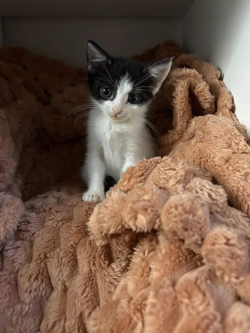 A baby medium-sized female Black Domestic Short Hair cat named Flower for adoption in Herndon, VA