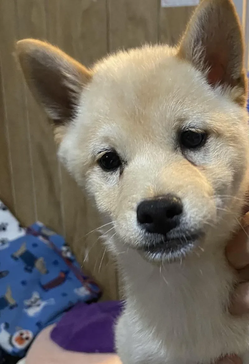 A baby small-sized male Shiba Inu dog named Jasper for adoption in Overland Park, KS