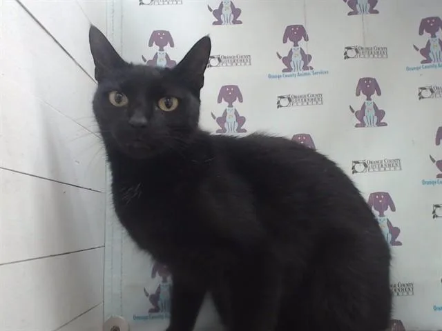 A young small-sized female Domestic Short Hair cat named Veronica for adoption in Orlando, FL
