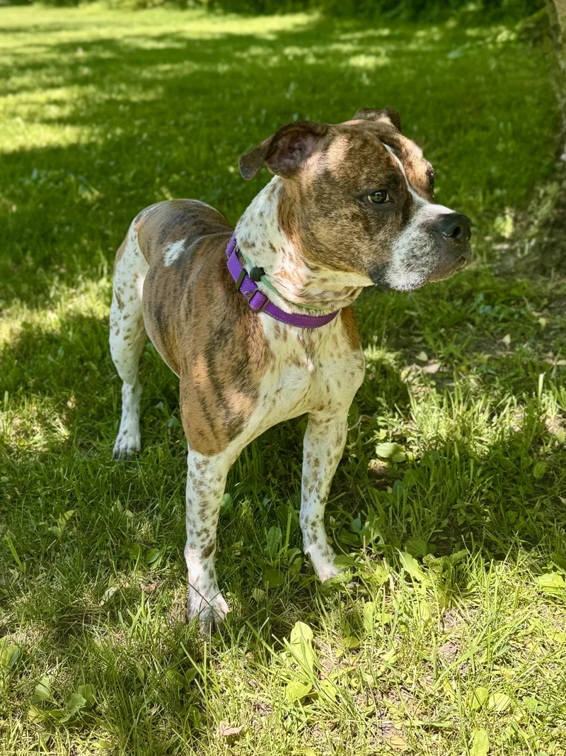 An adult medium-sized male Brindle Mixed Breed dog named Bronx for adoption in Midland, MI