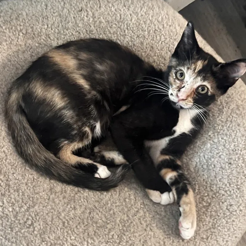 A baby small-sized female Calico cat named Bree for adoption in Randolph, MA