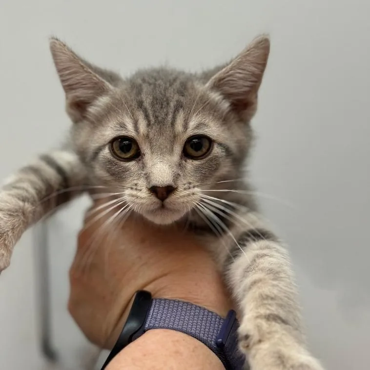 A baby small-sized male Gray / Blue / Silver Domestic Short Hair cat named Alvin for adoption in Fresno, CA