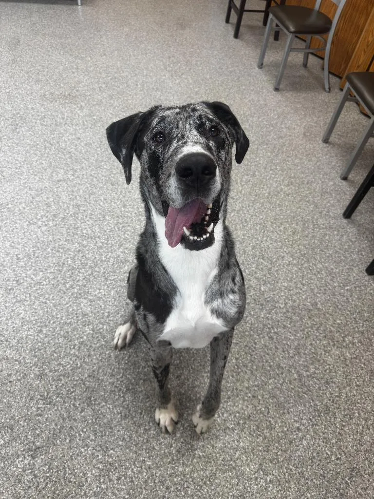 A young medium-sized female Great Dane dog named Izzy for adoption in Findlay, OH