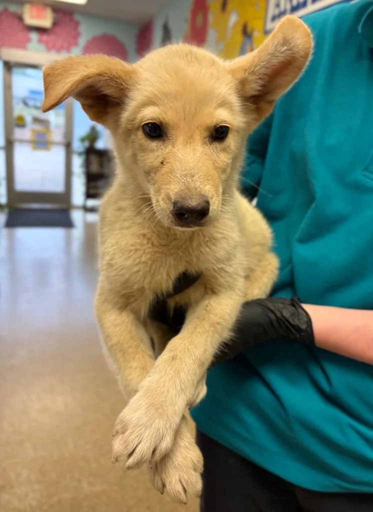 A baby large-sized male Labrador Retriever dog named Pringle for adoption in Nacogdoches, TX