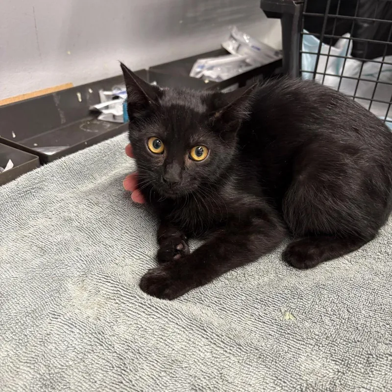 A baby small-sized female Black Domestic Short Hair cat named Dolly for adoption in Spokane, WA