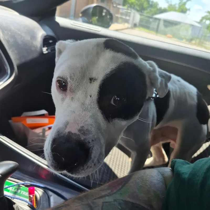 An adult medium-sized male White / Cream Terrier dog named Cleatus for adoption in Hope Mills, NC