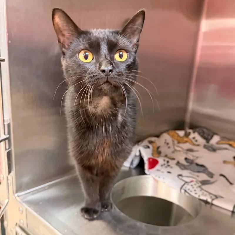 A young medium-sized female Black Domestic Short Hair cat named Frappe for adoption in Indianapolis, IN