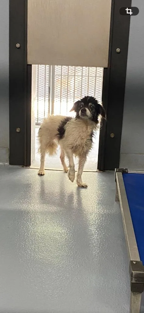 A senior small-sized female Papillon dog named Carrie for adoption in Cartersville , GA