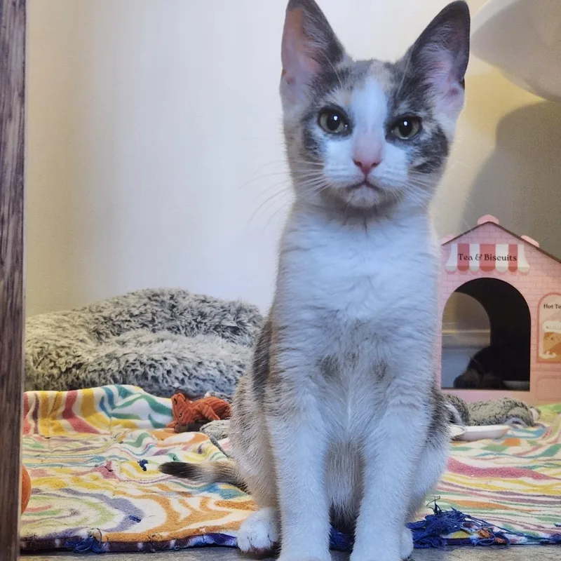 A young medium-sized female Dilute Calico Domestic Short Hair cat named Oksana for adoption in Akron, OH