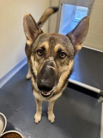 An adult large-sized male Black German Shepherd Dog dog named Havoc for adoption in Converse, TX