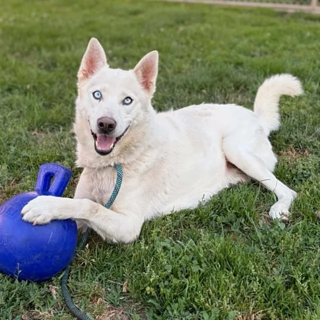 An adult large-sized male Siberian Husky dog named Zorro for adoption in Modesto, CA