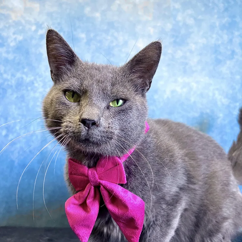 A young medium-sized male Gray / Blue / Silver Domestic Short Hair cat named Otter for adoption in Fairmont, MN