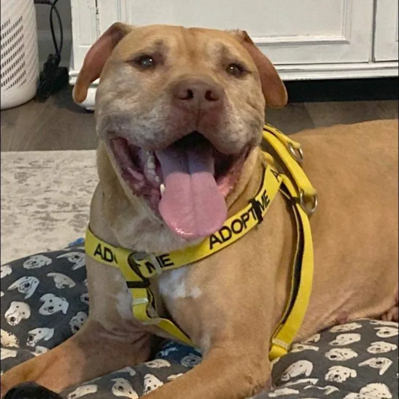 Ardy thumbnail 2