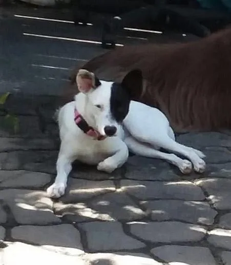 Amelia