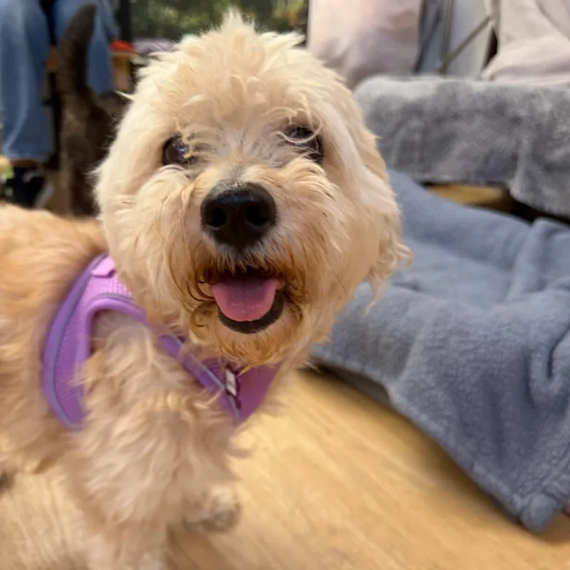 A senior small-sized female Brown / Chocolate Cairn Terrier dog named Ambrosia for adoption in San Francisco, CA