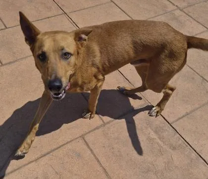 A young large-sized male Labrador Retriever dog named Xander for adoption in Shreveport, LA