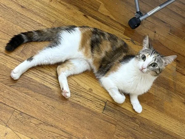 An adult medium-sized female Domestic Short Hair cat named Michelle for adoption in Ridgewood, NY