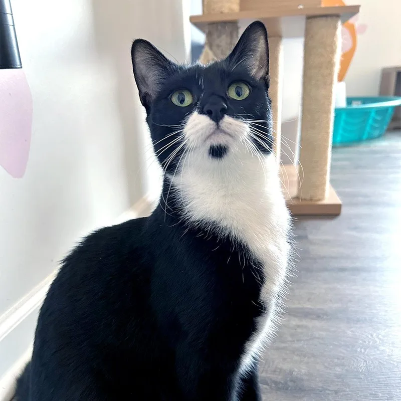 A young medium-sized female Black & White / Tuxedo Tuxedo cat named Lara for adoption in Charlotte, NC