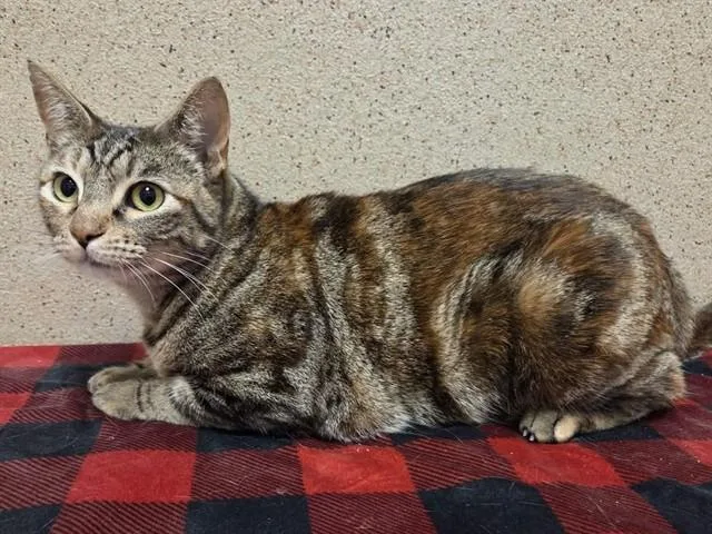 A young medium-sized female Domestic Short Hair cat named Toffee for adoption in Sacramento, CA