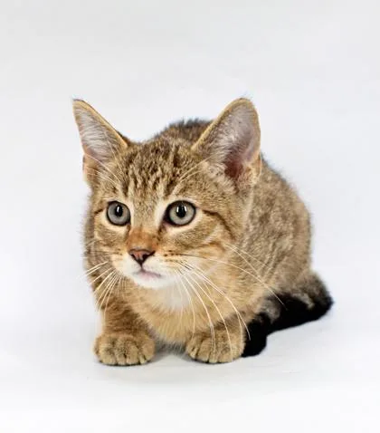 A baby small-sized male Domestic Short Hair cat named Fry for adoption in Morton Grove, IL