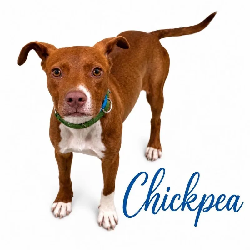 Chickpea thumbnail 2
