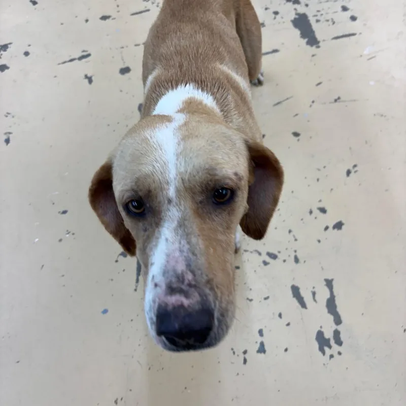 An adult small-sized female Hound dog named Lulu Lemon for adoption in Parrish, AL