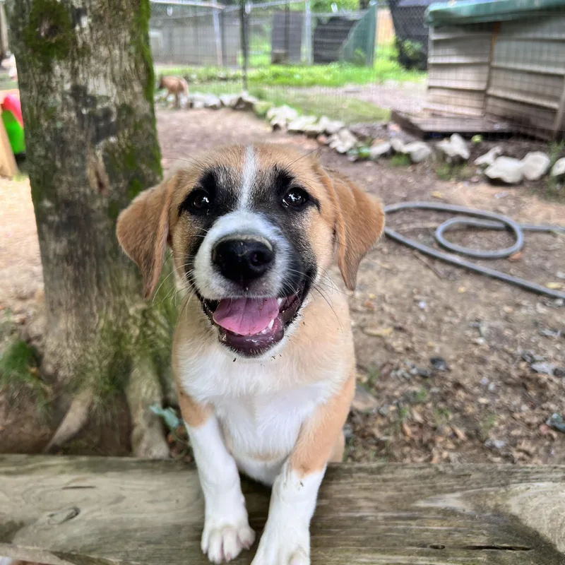 A baby large-sized female Apricot / Beige Great Pyrenees dog named Apricot Armstrong for adoption in Andover, MA
