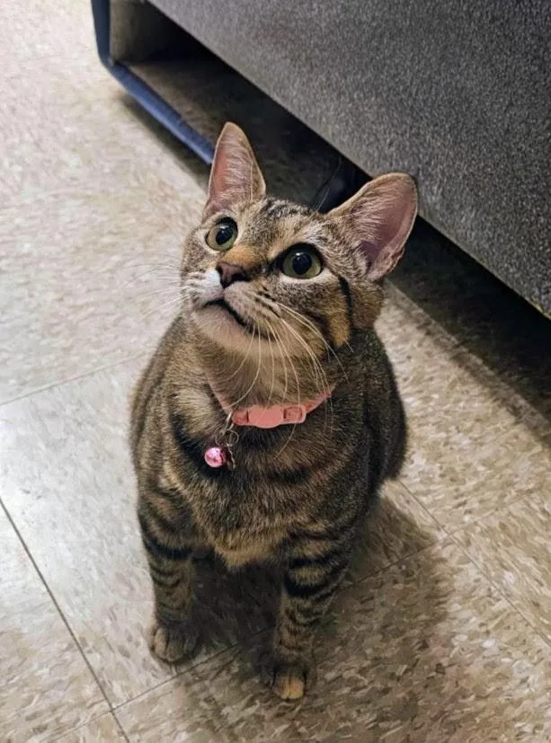 An adult medium-sized female Tabby (Brown / Chocolate) Domestic Short Hair cat named Hira for adoption in Pearland, TX