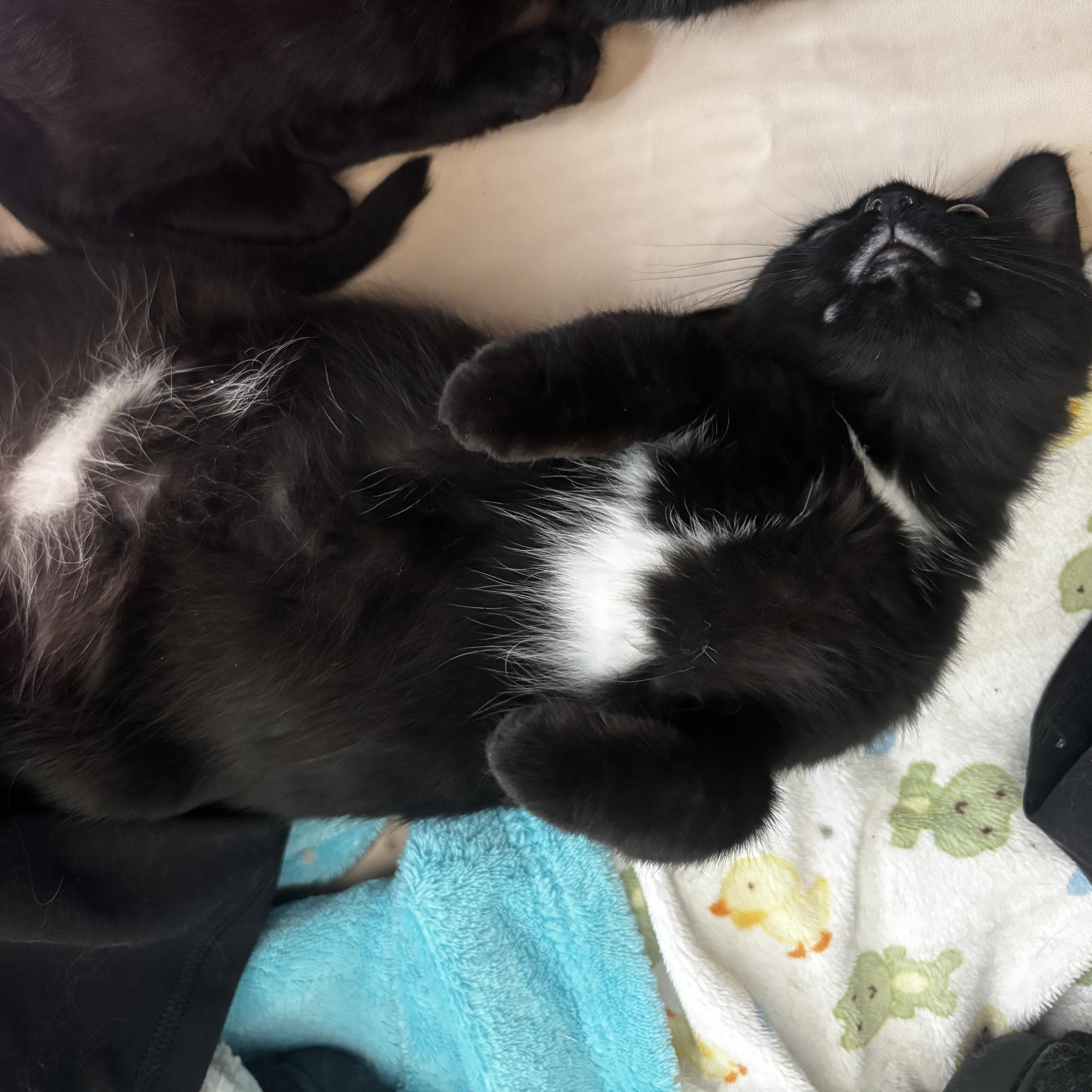 A baby small-sized female Black Domestic Medium Hair cat named Mystic Richards for adoption in Morrison, CO