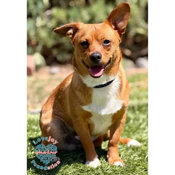 A young small-sized male Red / Chestnut / Orange Chiweenie dog named Oso for adoption in Inglewood, CA