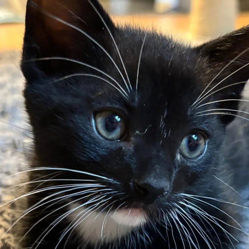 A baby small-sized female Domestic Short Hair cat named Meowstic for adoption in Cumming, GA