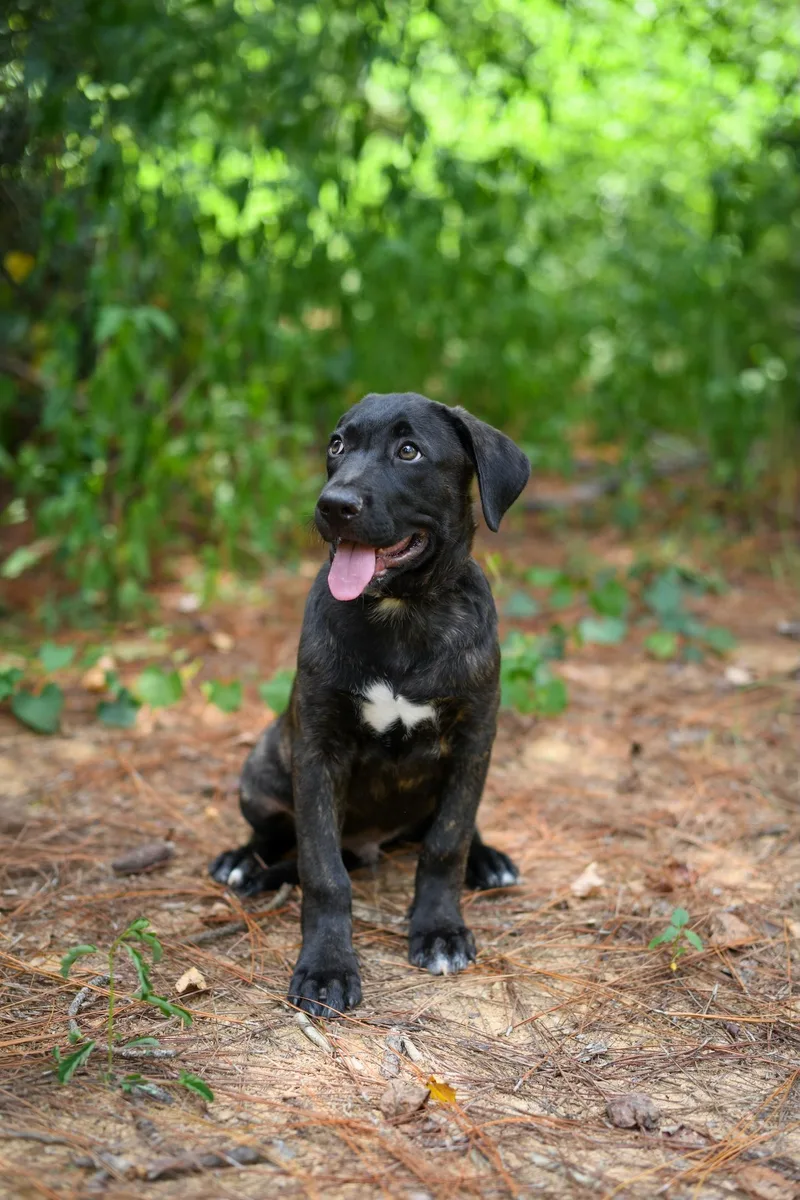 A baby medium-sized male Brindle Mixed Breed dog named Carlos for adoption in BONIFAY, FL