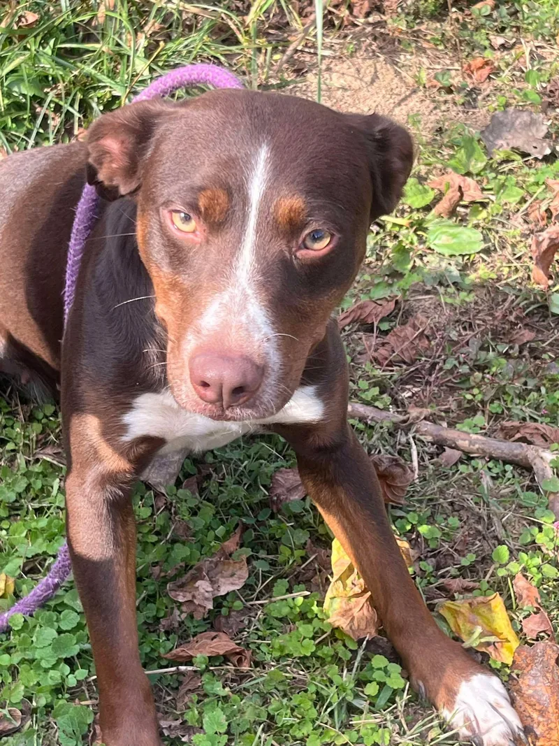 A young medium-sized female Australian Shepherd dog named Lilly for adoption in Trinity, NC