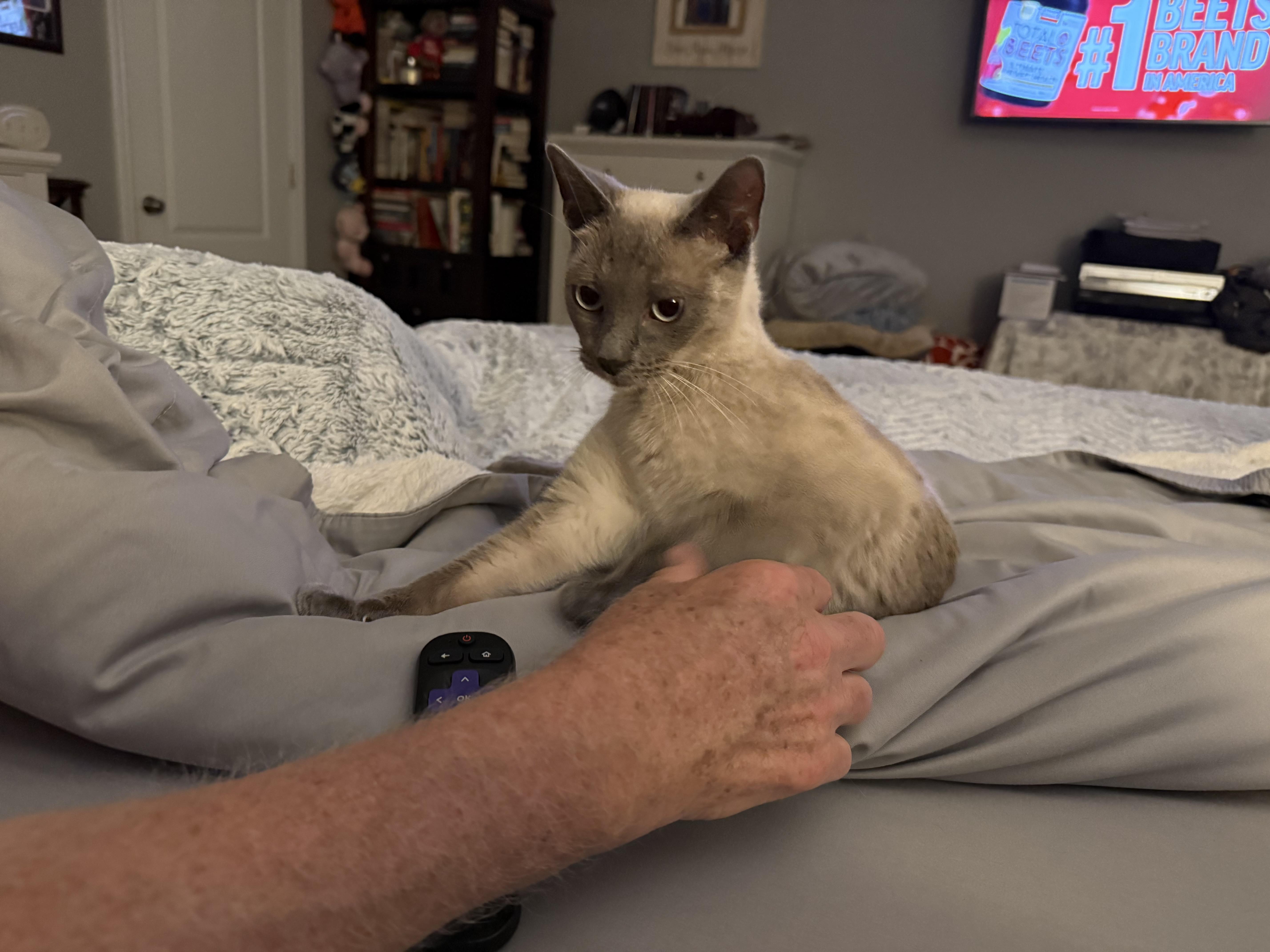 An adult medium-sized female Seal Point Siamese cat named Shea for adoption in Marvin, NC