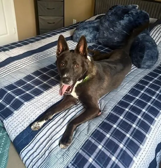An adult large-sized male Shepherd dog named River for adoption in Chula Vista, CA