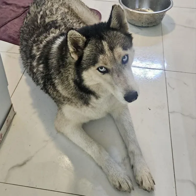 A young medium-sized female Husky dog named Alaska for adoption in New Smyrna Beach, FL