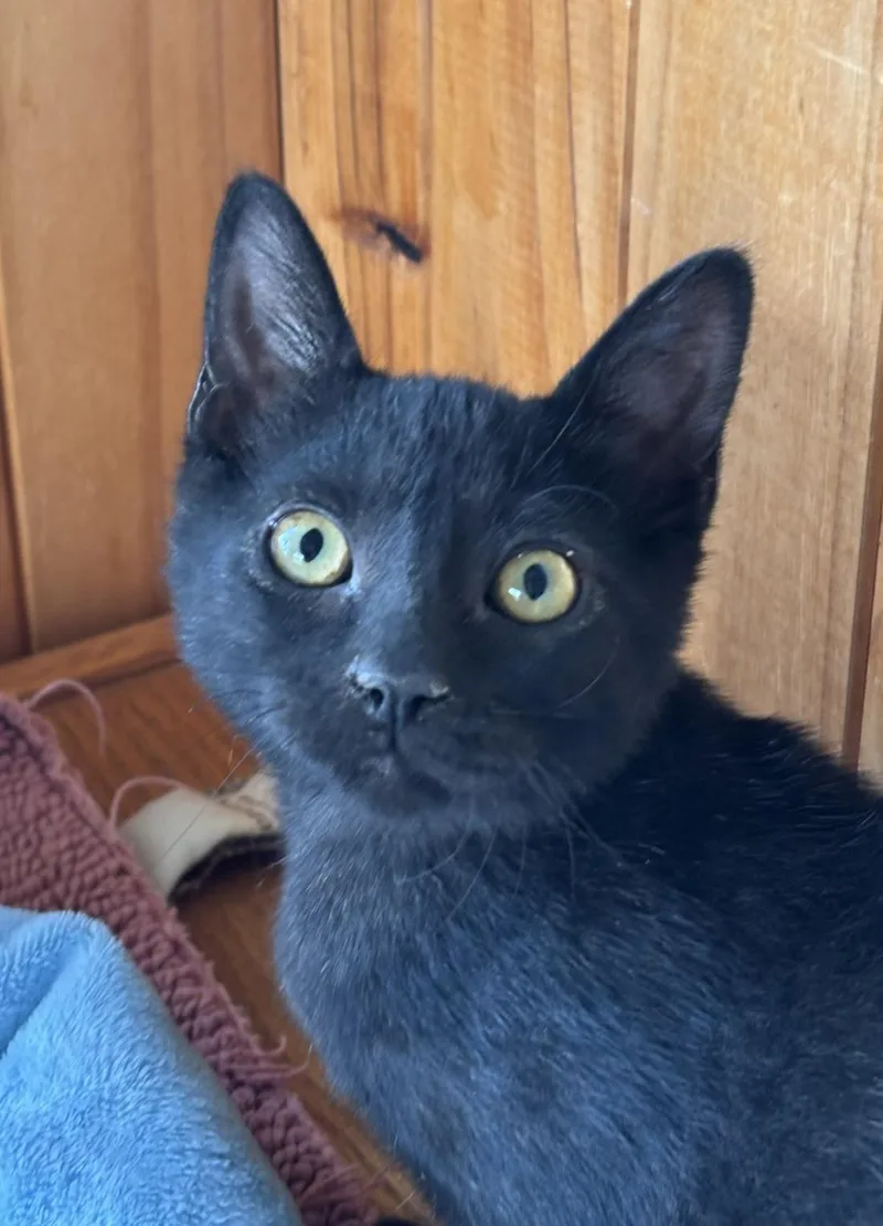 A young medium-sized female Black Domestic Short Hair cat named Pie for adoption in Raymond, WA
