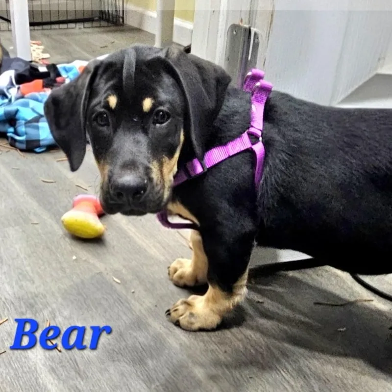 Bear thumbnail 2