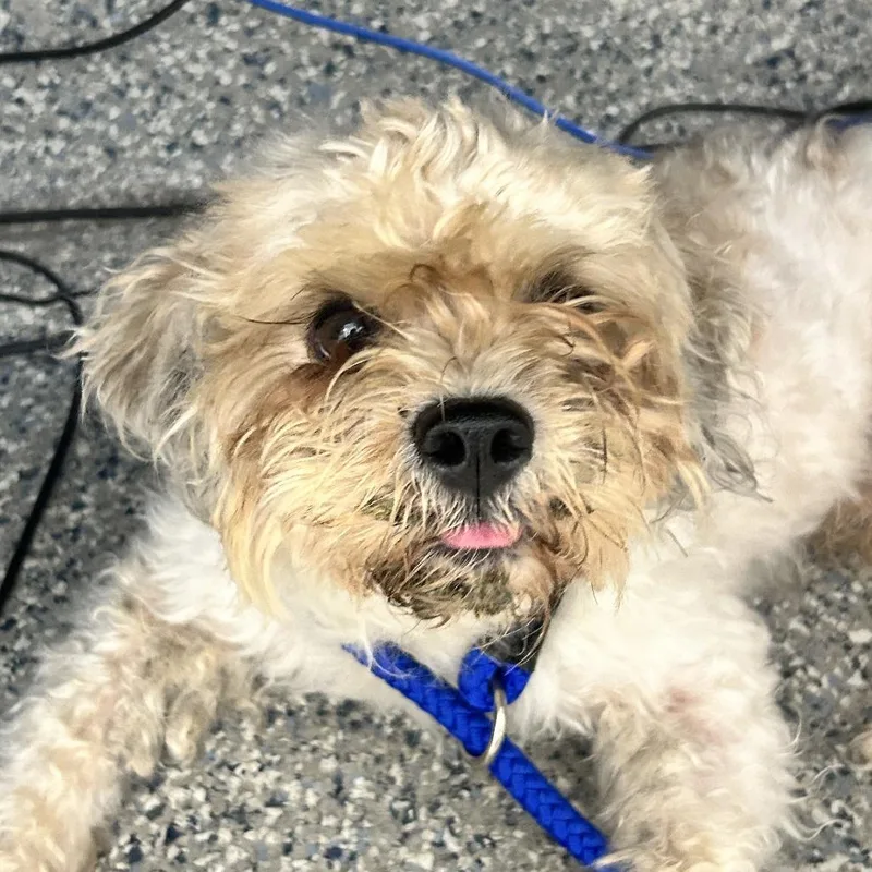 An adult small-sized male Mixed Breed dog named Ellis for adoption in Dearborn, MI