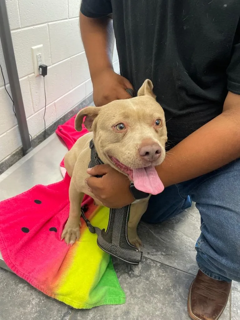 An adult large-sized female Mixed Breed dog named Cucka for adoption in Oxford, NC